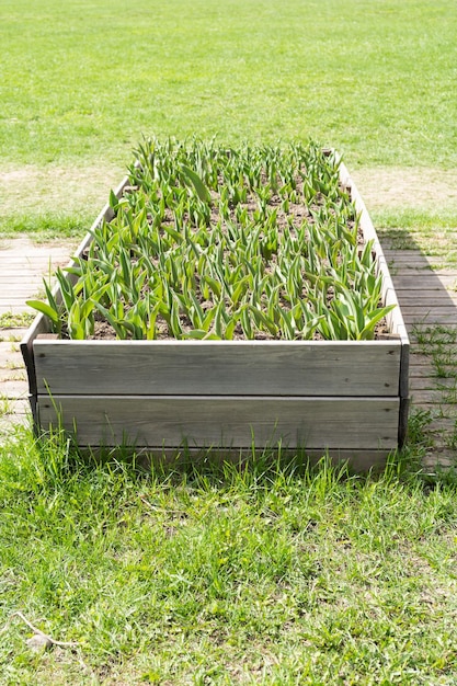 letto da giardino rialzato con giovani tulipani