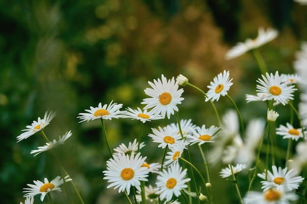 Letto di fiori con margherite bianche o fiori di Marguerite che crescono in un campo o giardino in estate o in primavera Primo piano di un bellissimo capolino bianco che fiorisce o sboccia su un cespuglio all'aperto nella natura