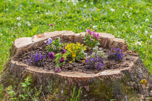 Letto di fiori decorativo con fiori sul ceppo in giardino da vicino