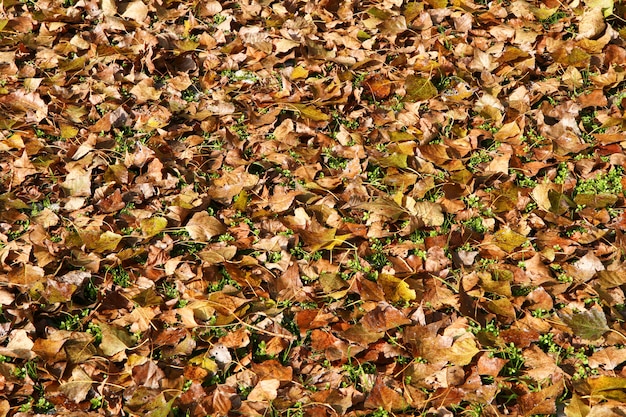 letto di foglia d&#39;autunno