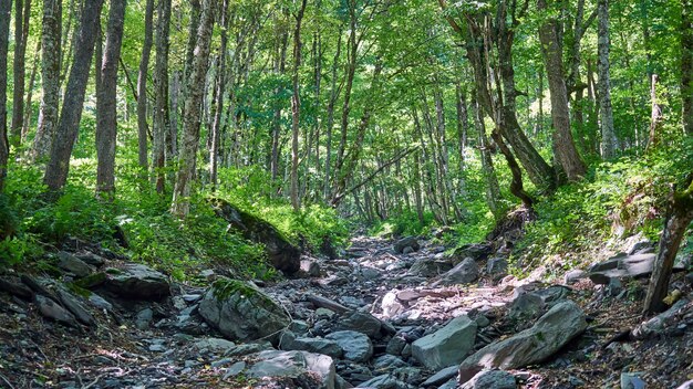 Letto di pietra del fiume nella foresta, estate a Sochi, Russia