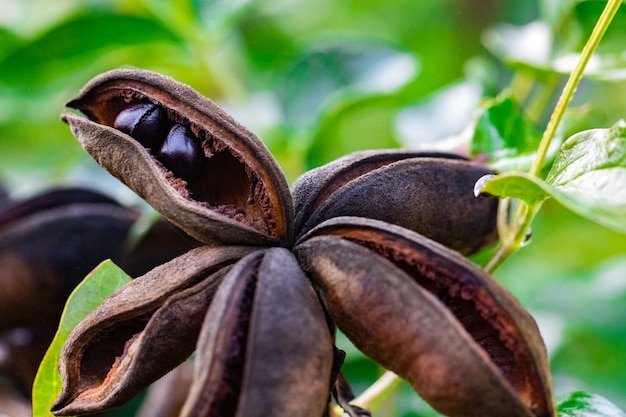 Letto di semi di peonia arborea secco con semi ancora all'interno.