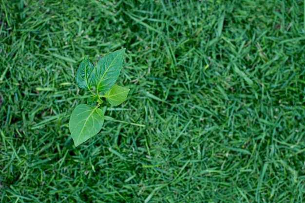 letto vegetale. produzione di fertilizzanti organici biohumus. Erosione della terra.