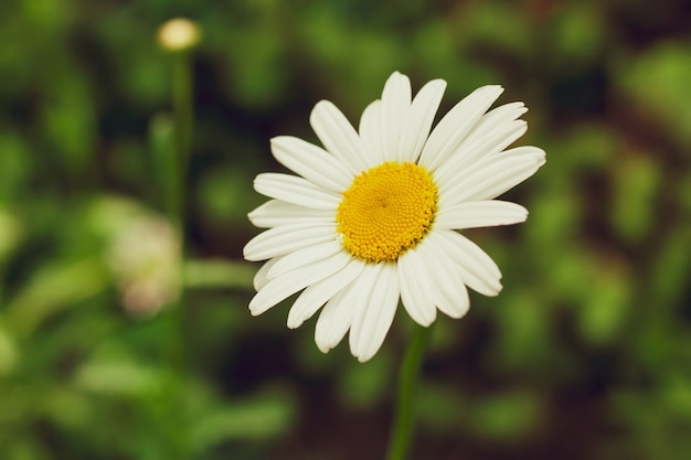 Leucanthemum del fiore della camomilla nel giardino, fuoco selettivo, fondo vago del bokeh.