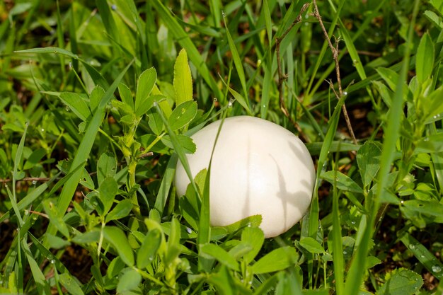 Leucoagaricus leucothites