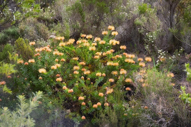 Leucospermum cordifolium fiori che crescono all'aperto in natura circondati da un cespuglio verde Piante gialle che fioriscono in un parco nazionale di conservazione in un arbusto luminoso Arbusti naturali con flora in fiore