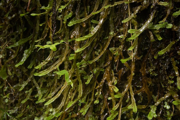 Levada di Caldeirao Verde