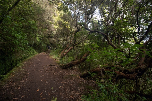 Levada di Caldeirao Verde