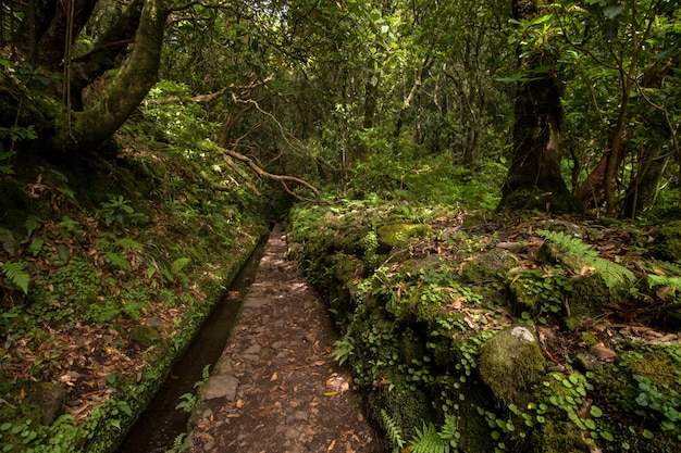 Levada di Caldeirao Verde