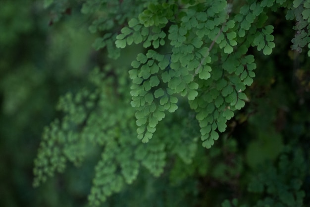 Levada di Caldeirao Verde