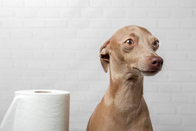 Levriero italiano cane giocando con rotoli di carta igienica