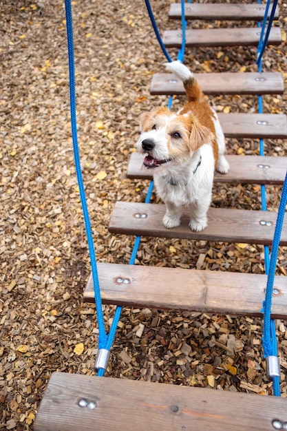 Lezione di agilità. Città di addestramento del cane. Cucciolo di Jack Russell Terrier Wirehaired che cammina su una scala di corda appesa.