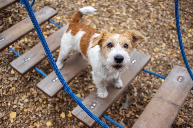 Lezione di agilità. Città di addestramento del cane. Il cucciolo di Jack Russell Terrier a pelo duro si siede sul gradino di una scala di corda appesa