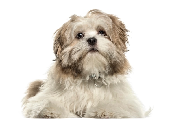 Lhasa apso sdraiato guardando la telecamera, isolata su bianco