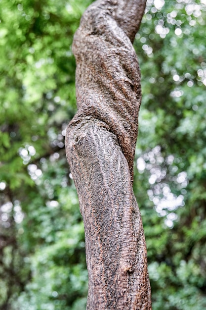 Liana legnosa di glicine floribunda che cresce contro alberi di fitta foresta