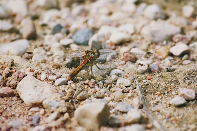 Libellula all'aperto in una mattina bagnata