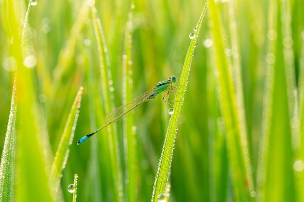 Libellula appollaiata su una foglia di riso con gocce d'acqua