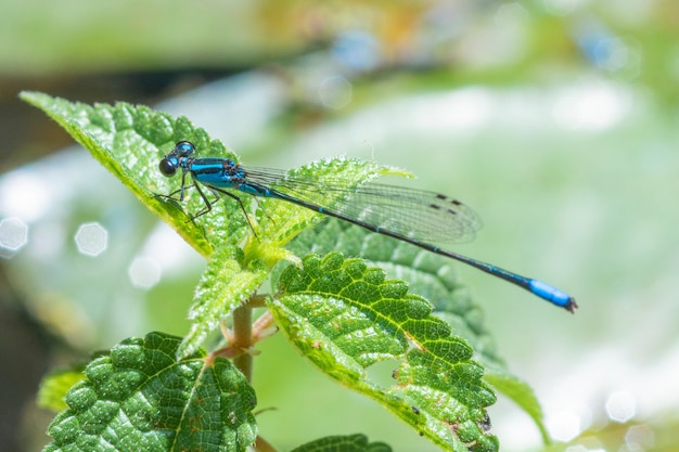 Libellula blu che sta sulle foglie