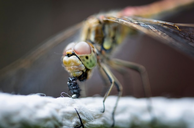 Libellula che mangia una mosca