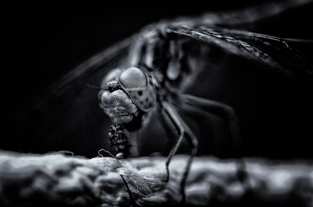 Libellula che mangia una mosca