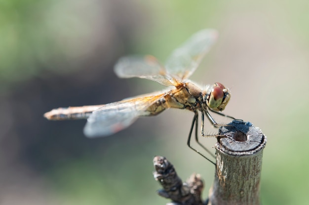 Libellula che riposa.