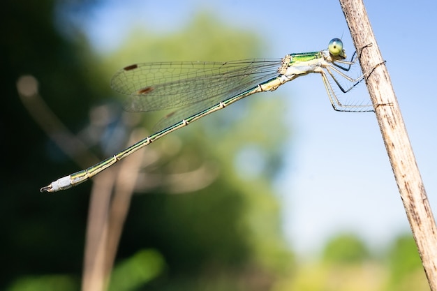 Libellula che si siede su una fauna selvatica del bastone asciutto