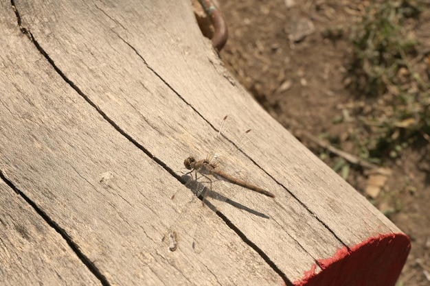 Libellula che si siede sul ceppo di legno di pino su sfondo naturale