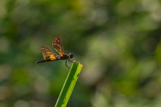 Libellula che si siede sul gambo nell&#39;habitat naturale, fauna selvatica