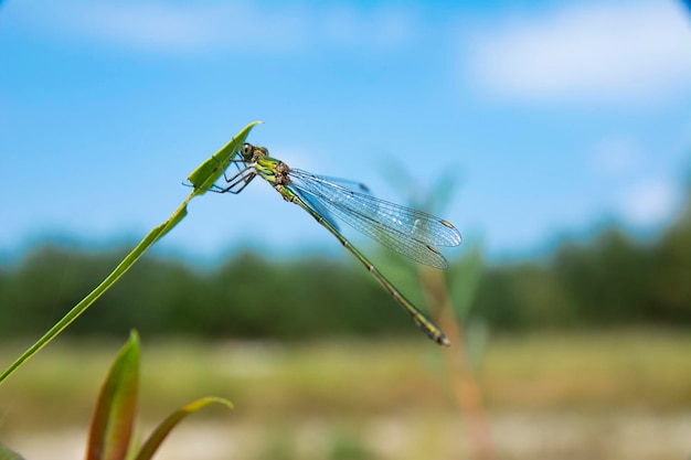 Libellula che si siede sulla foglia verde contro l'immagine ravvicinata del fondo sfocato della foresta.