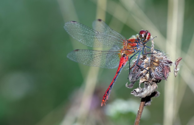 Libellula con coda rossa e occhi azzurri