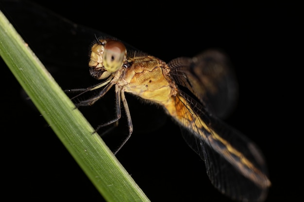 Libellula del sottordine anisoptera