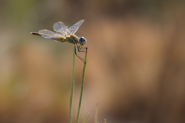 Libellula gialla nel loro ambiente naturale.