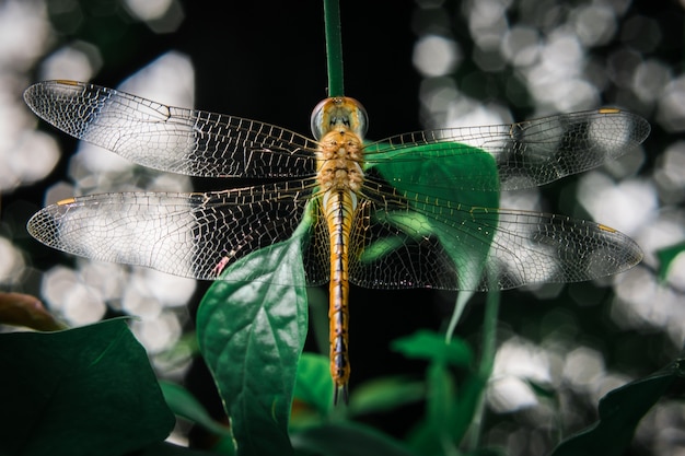 Libellula gialla sulla foglia