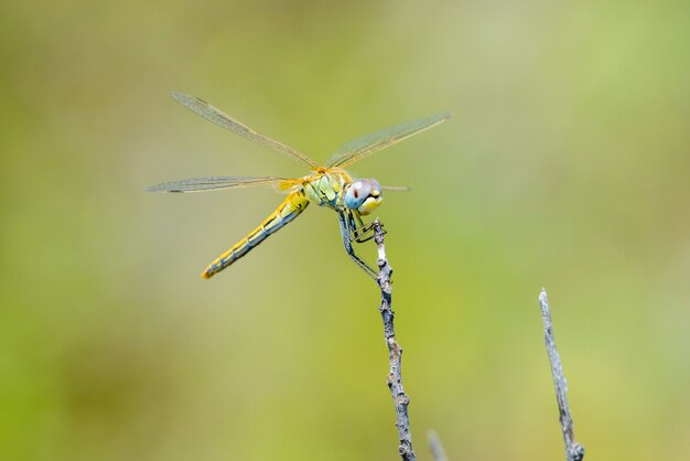 Libellula gialla