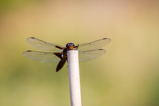 Libellula imperatore o imperatore blu