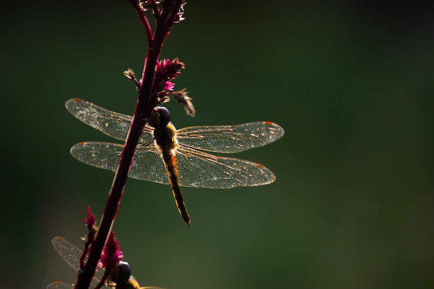 Libellula in appoggio sul fiore del pettine Celosia o Cocks in uno sfondo morbido e sfocato