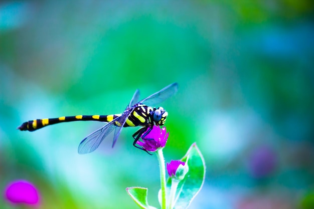 Libellula in appoggio sulla pianta del fiore in uno sfondo sfocato morbido