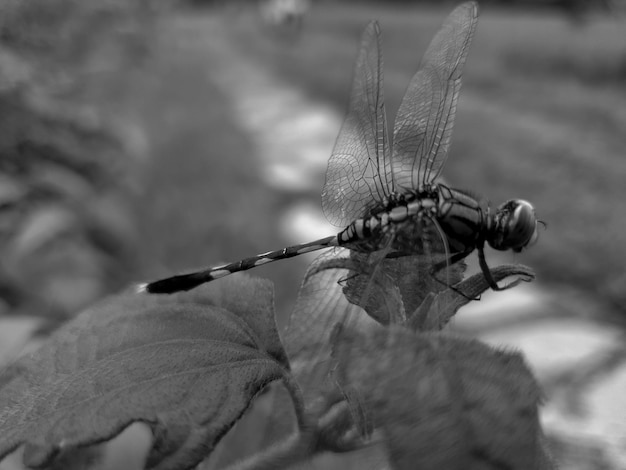 Libellula in bianco e nero sullo sfondo della foglia bellezza natura