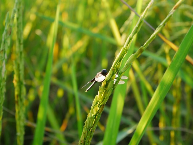 libellula in natura sfondo, nero libellula