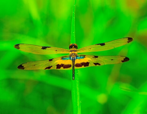 Libellula in natura