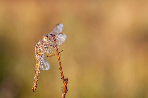 Libellula in primo piano