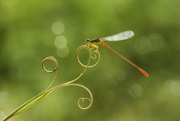 Libellula in un posto unico