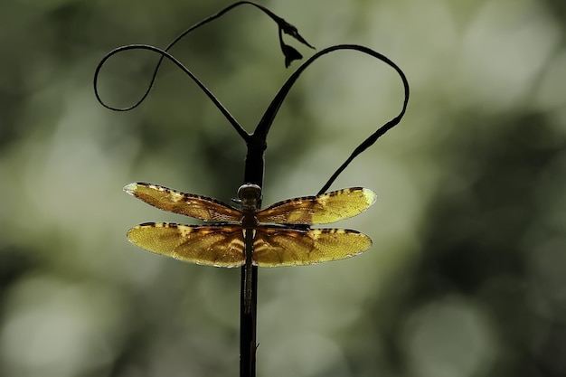 Libellula in un posto unico