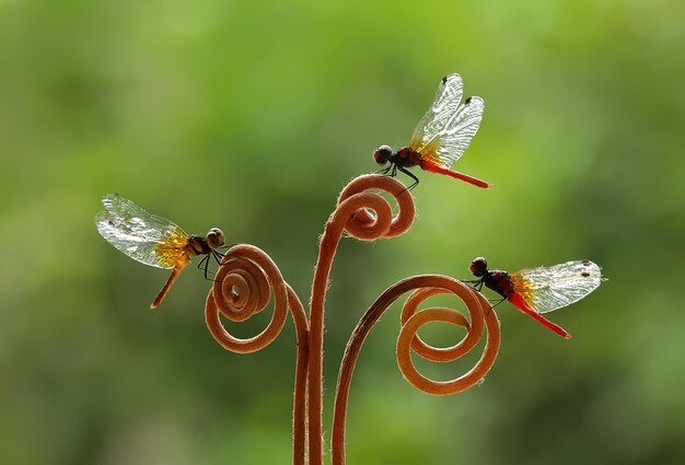 Libellula in un posto unico