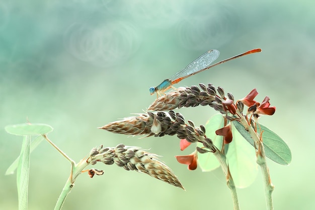 Libellula in un posto unico