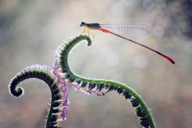 Libellula in un posto unico