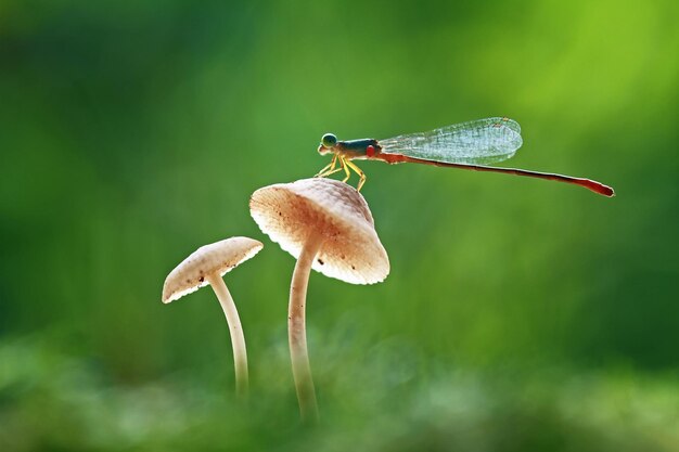 Libellula in un posto unico