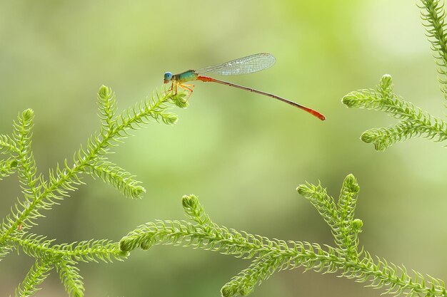 Libellula in un posto unico