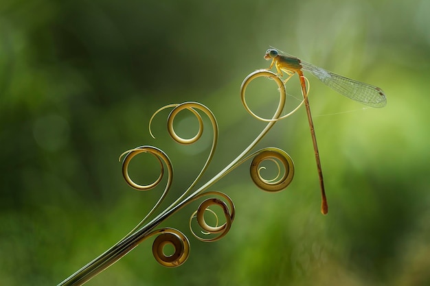 Libellula in un posto unico