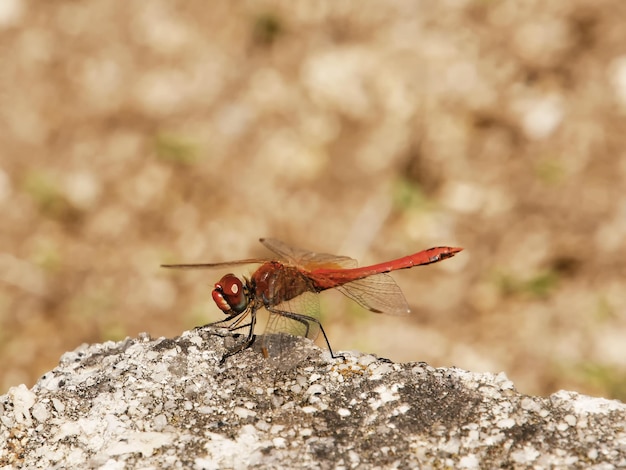 Libellula in un prato